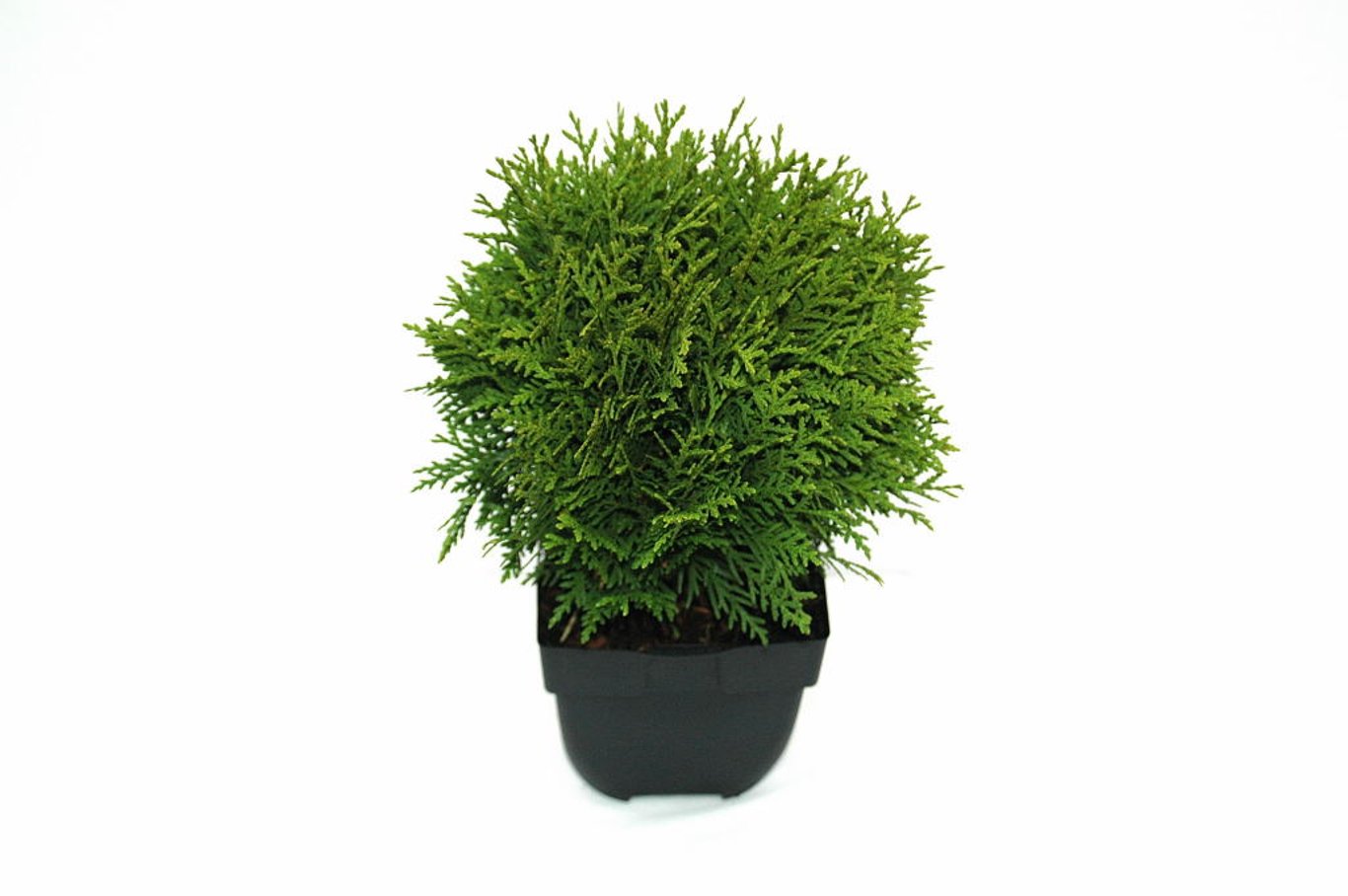 Thuja occ. 'Danica' - C2